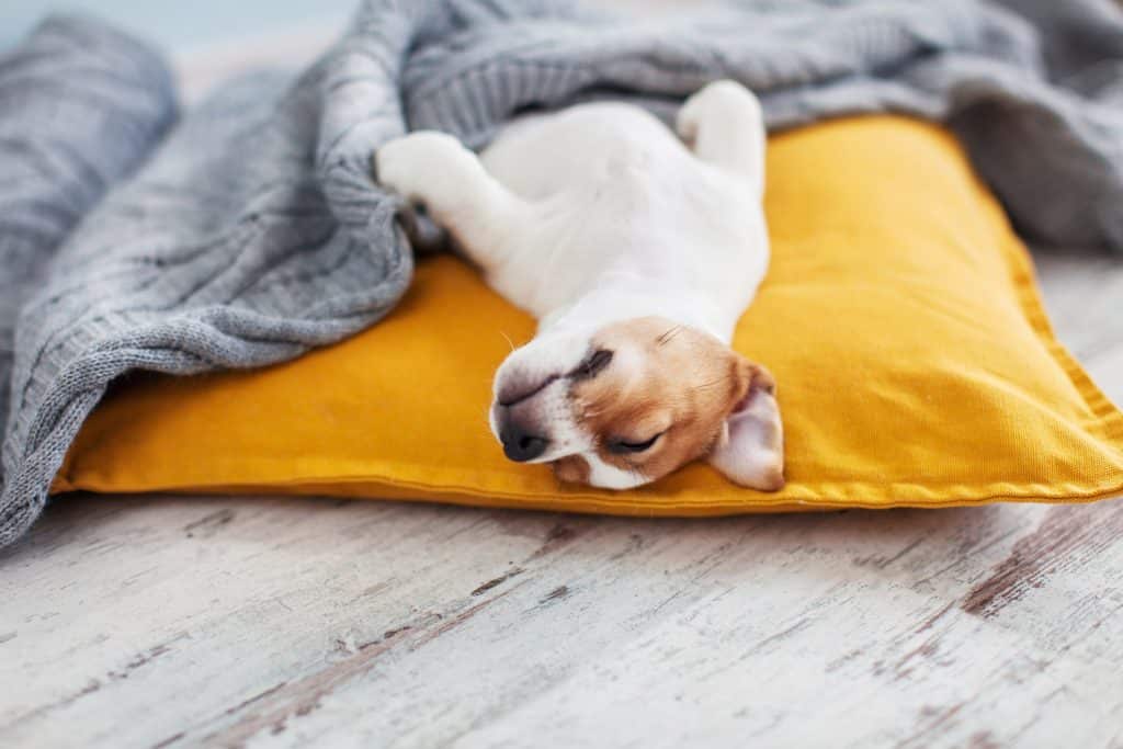 An adorable puppy sleeping and dreaming on a comfy pillow