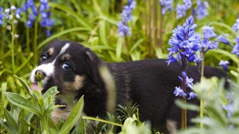 puppy in dog-safe plants