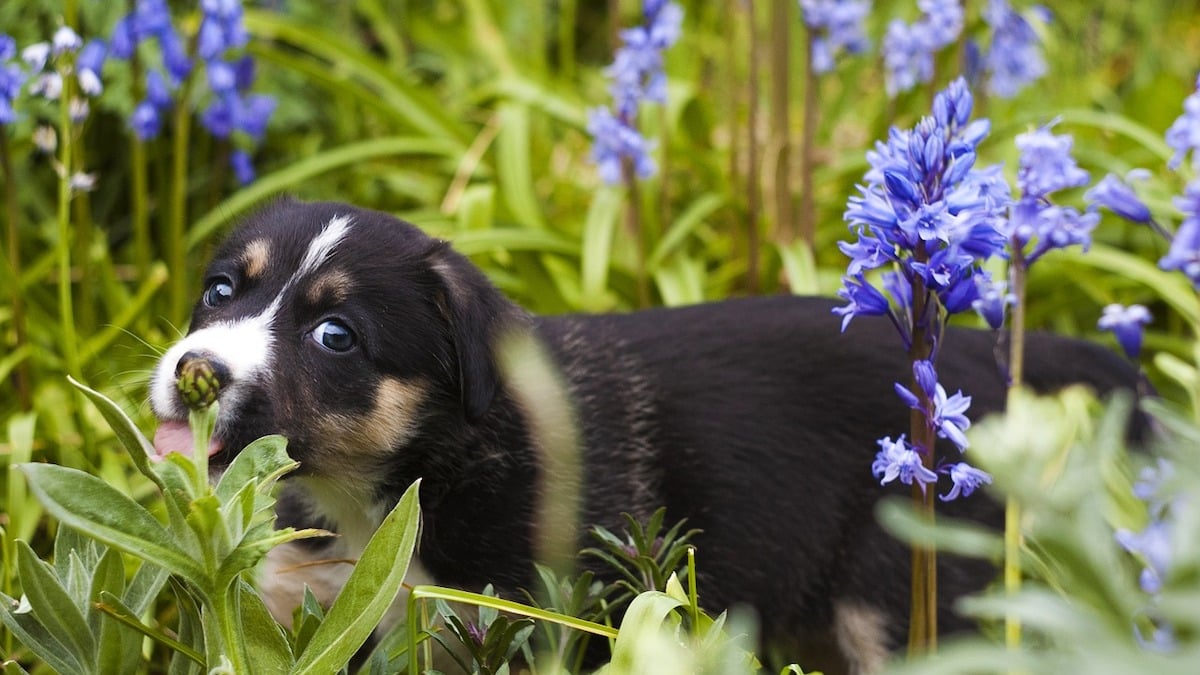 Dog-Safe Plants | 15 Plants That Work for Your Dog and Garden