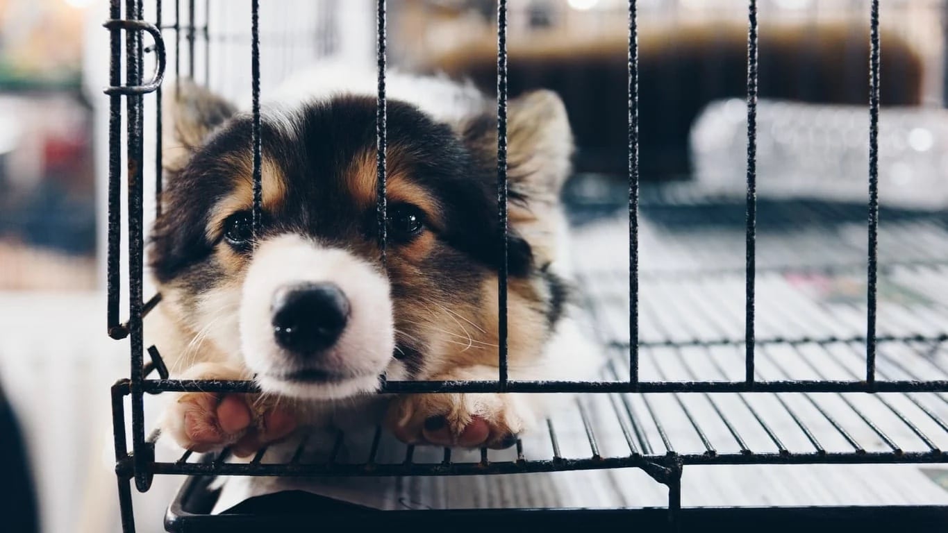 A small puppy in a black wire crate. 
