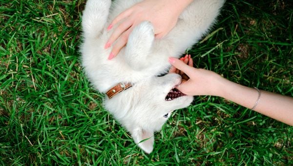 Little white puppy Husky 2 months old bites hand of female owner on the grass in park. Summer dog walking