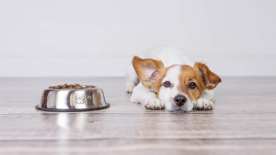 Puppy laying next to stainless steel food bowl with kibble