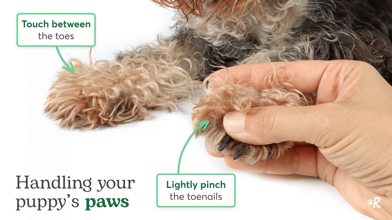 Hand touching puppy paw and nails