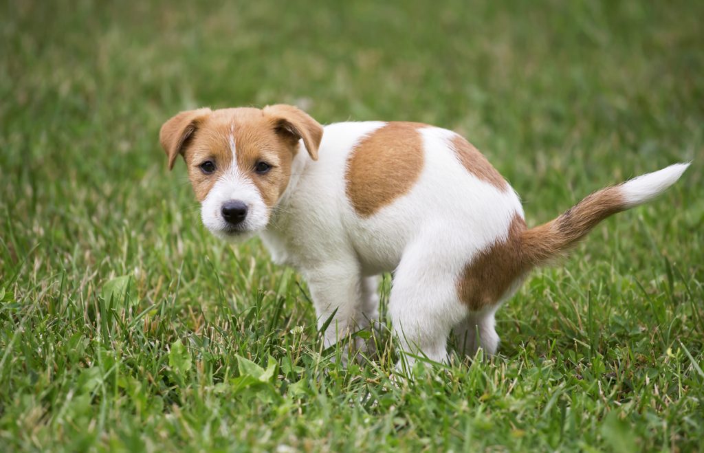 Cute Jack Russell Terrier dog puppy doing his toilet, pooping