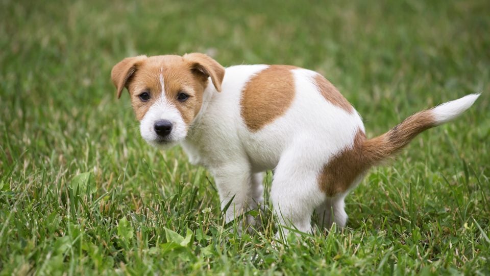 Cute Jack Russell Terrier dog puppy doing his toilet, pooping