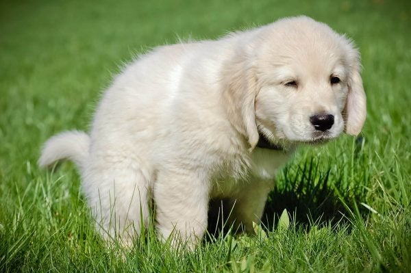 White puppy pooping in grass