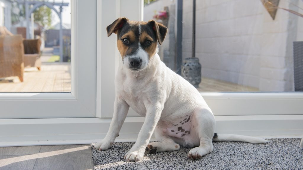 How Long Does Puppy Potty Training Take?