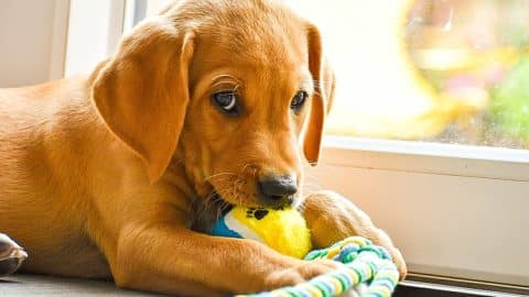 Puppy chewing on ball and rope toy