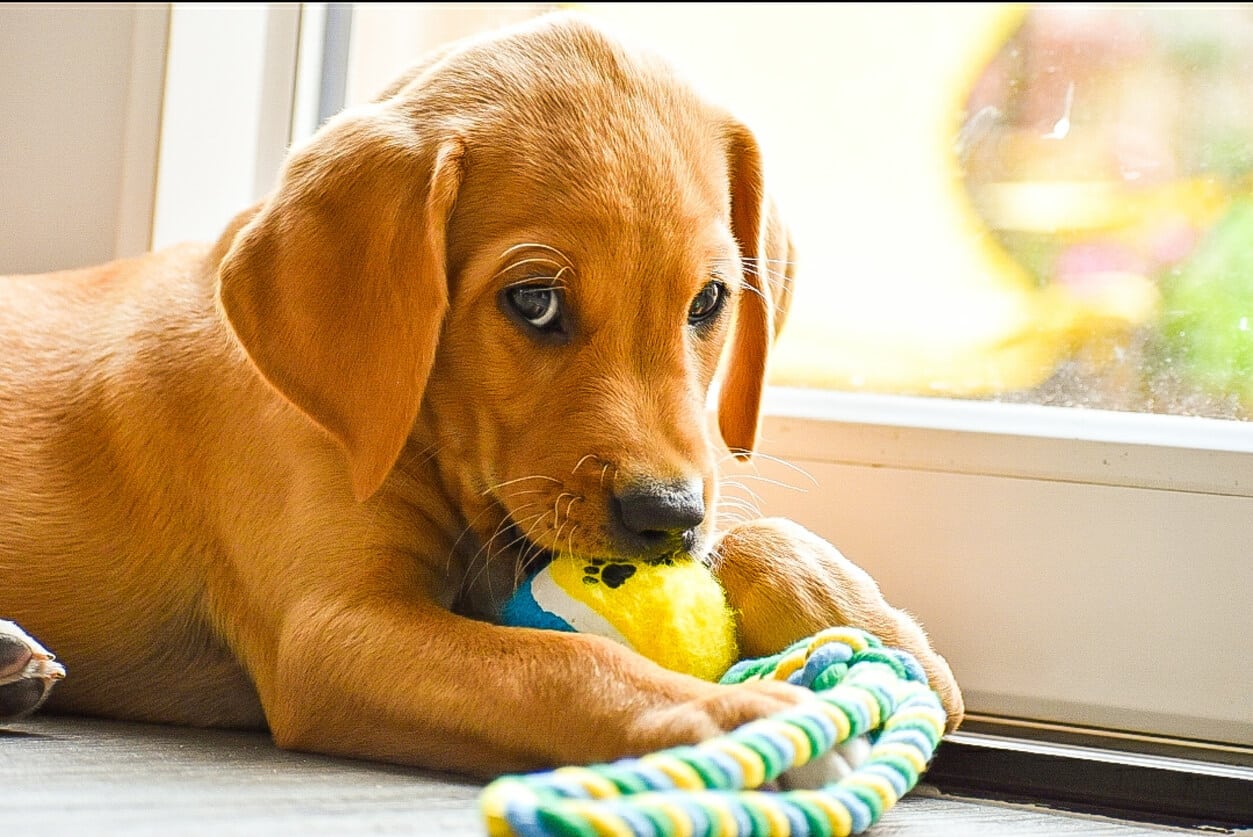 Puppy Proofing Your House: A Checklist to Keep Your Home (and Your Pup)  Safe - North States