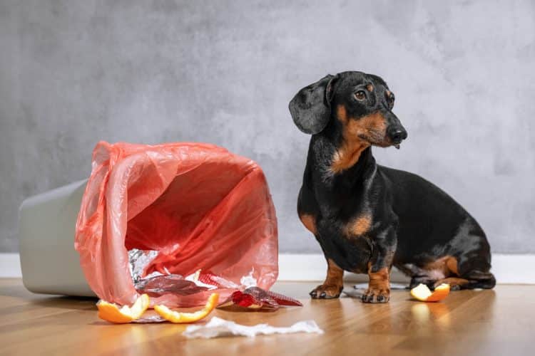 Puppy-Proofing Your Home: 6 Tips to Keep Fido from Running Amok