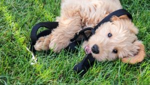 Puppy chews leash while rolling around in the grass