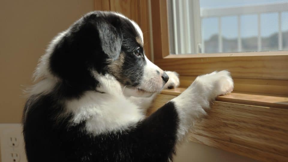 Puppy looking out window