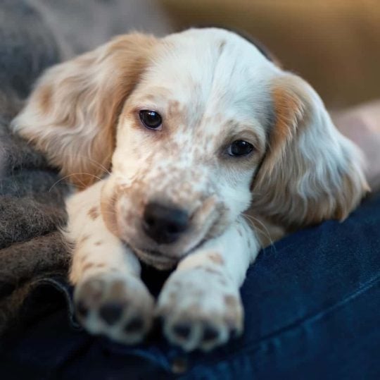 Chiot assis sur les genoux avec les yeux ouverts