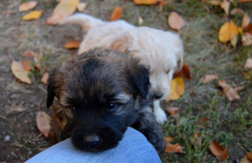Two puppies in grass in autumn