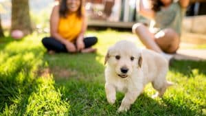 People having fun with the cute puppy dog in the backyard