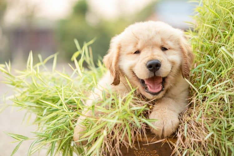 Golden Retriever puppy playing outside