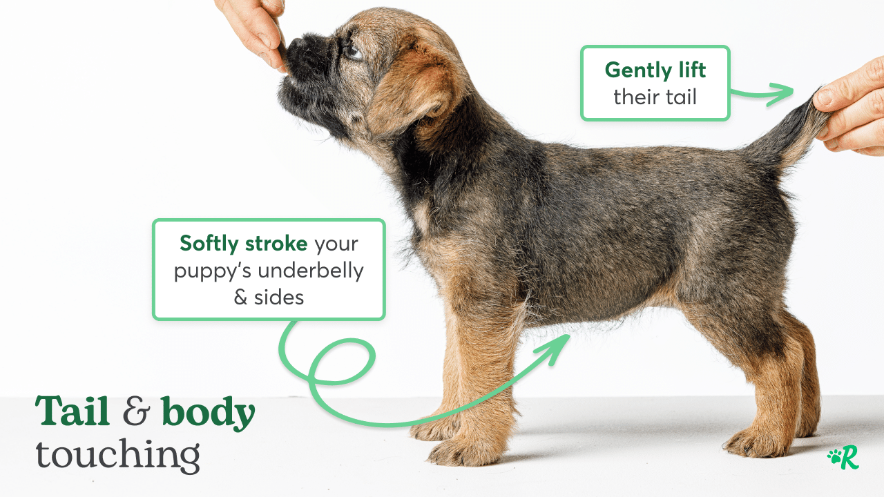 hands gently touching puppy nose and tail