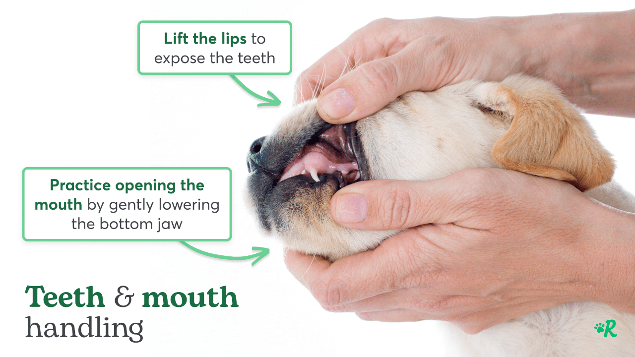 Hand gently touching puppy's lips and teeth