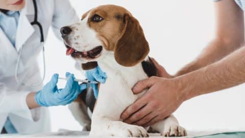 A puppy getting vaccinated