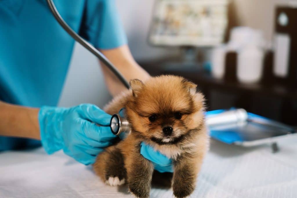 Puppy getting ready for vaccines at the vet