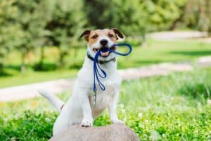 A puppy wanting to go on a walk outside