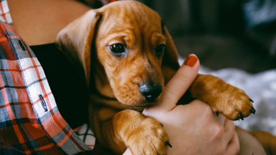 8 weeks old smooth hair brown dachshund puppy resting in the hands of its female owner