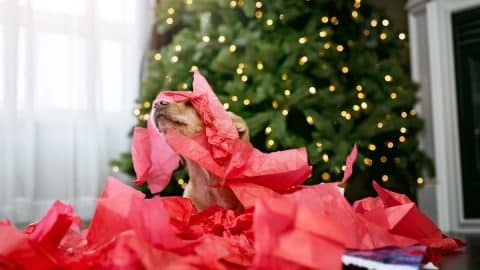 Happy puppy rips up tissue paper for Christmas