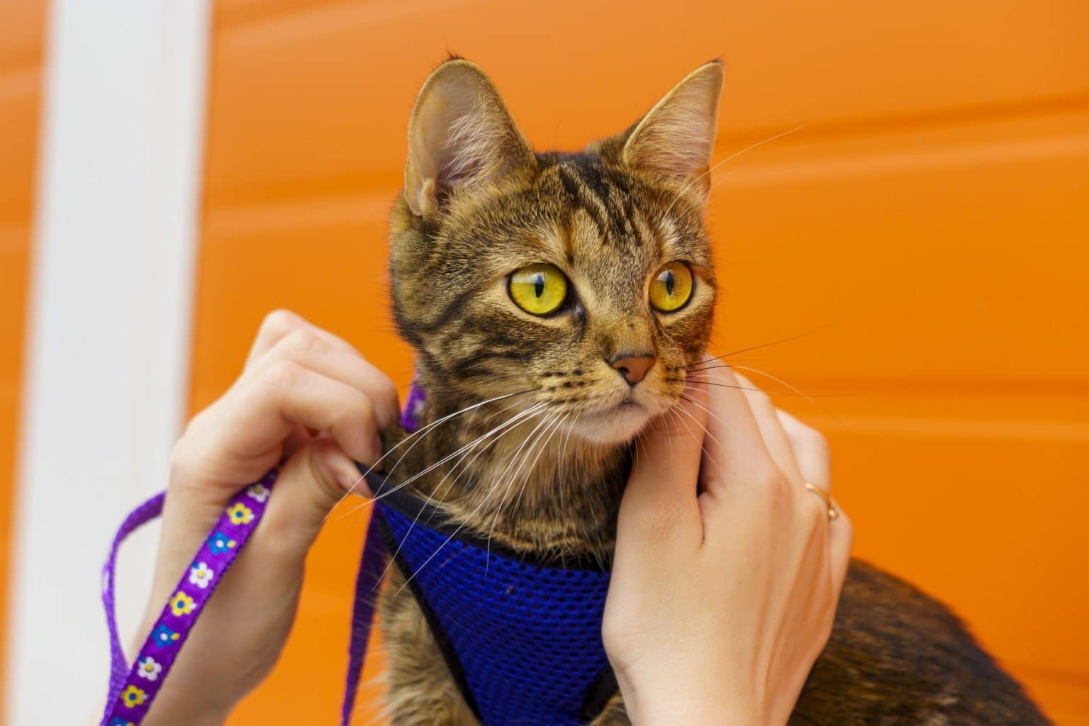 How to Put A Harness On A Cat (& Tell If They Like It)