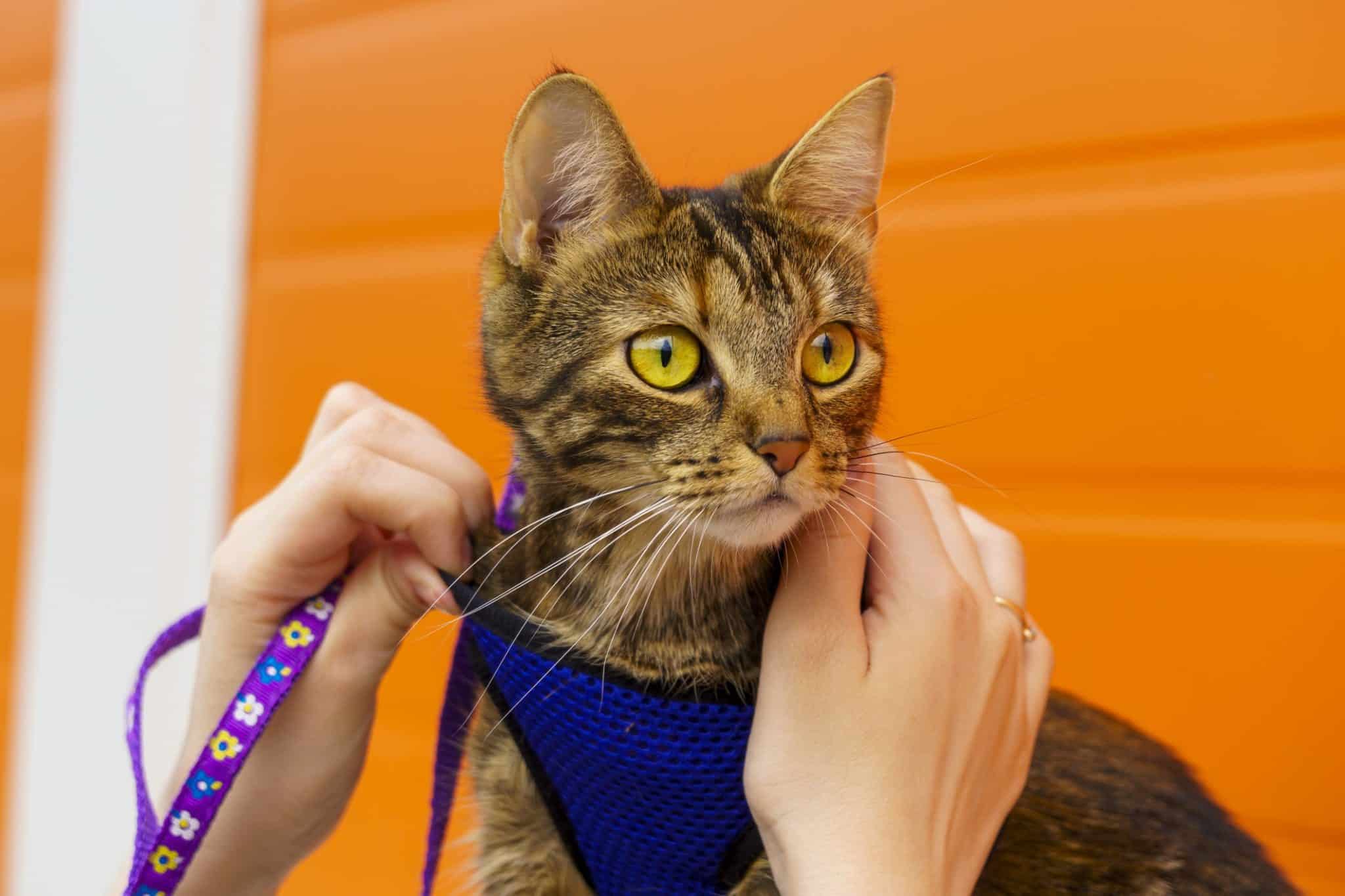 How to Put A Harness On A Cat (& Tell If They Like It)