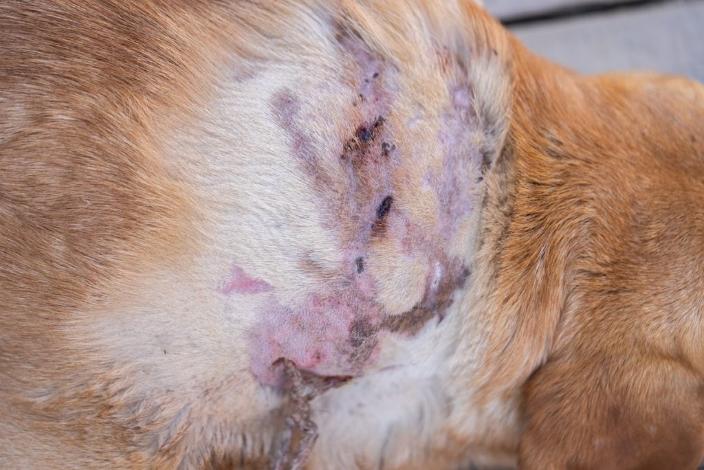 Deep pyoderma infection in dogs