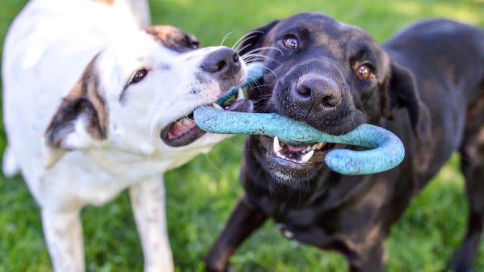 Mixed breed puppy and black labrador retriever playing with a tug of war toy together outdoors