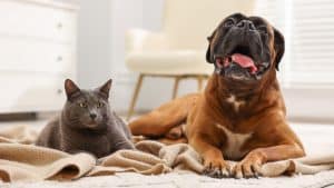 Cute dog and cat lying on floor at home