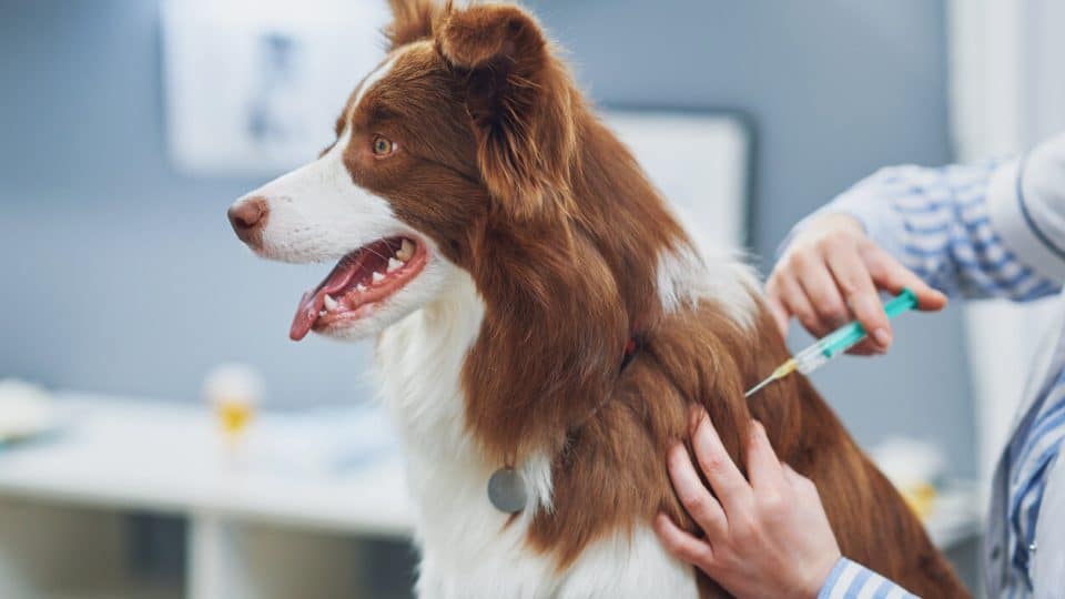 Dog getting a rabies shot