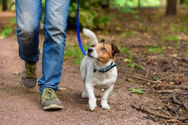 Walking dog in the woods