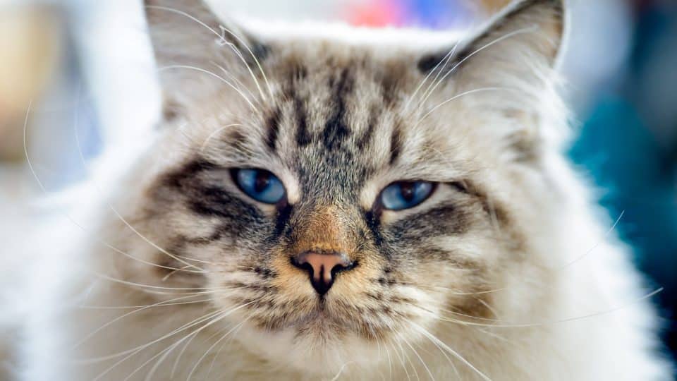 Ragamuffin cat with striking blue eyes