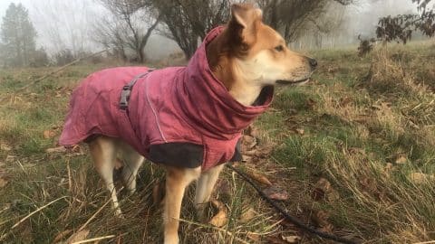 A dog in a field wears the Hurtta Expedition Parka