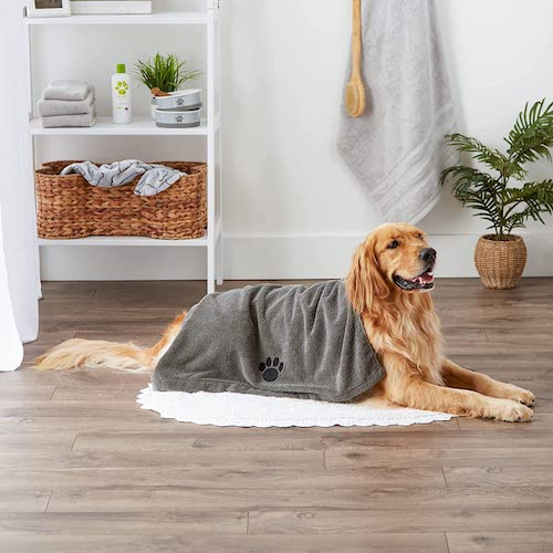 A Golden Retriever sitting on a hardwood floor wrapped in a grey towel. 