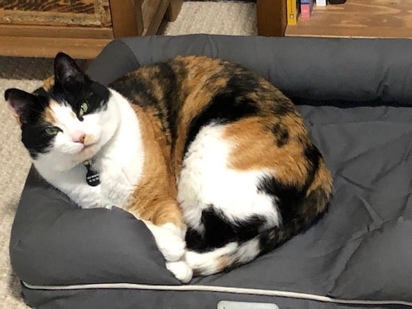 Cat curls up in PetFusion Ultimate bed