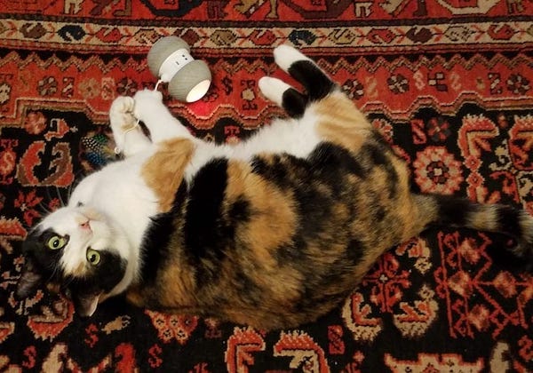 cat on carpet with robotic cat toy