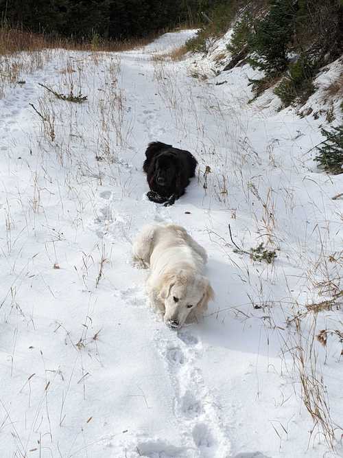 A large white dog and large black dog lay in the snow