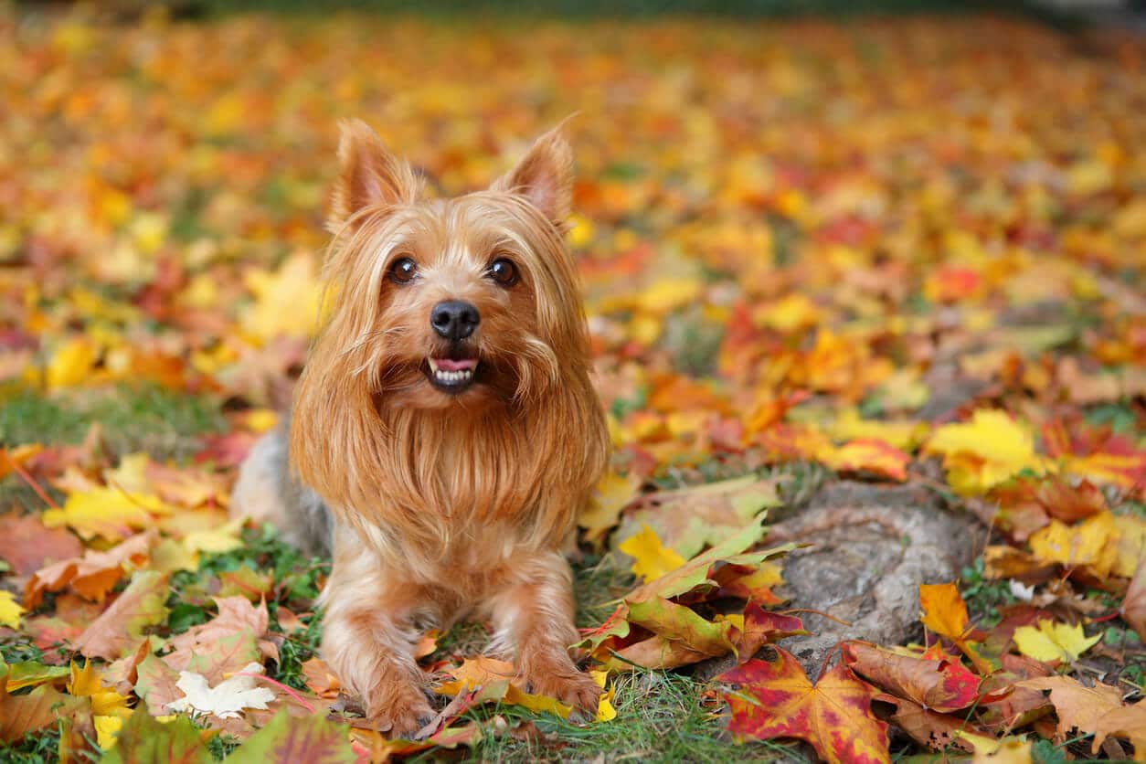 Australian Silky Terrier on fall leaves
