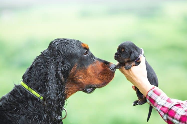 Gordon Setter with puppy