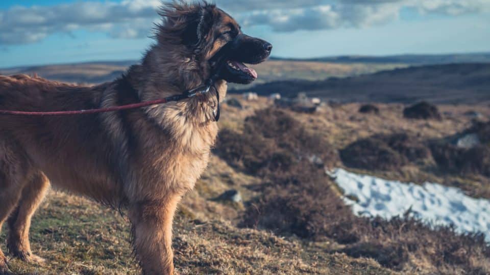 Leonberger dog on lead stands on rocky cliff