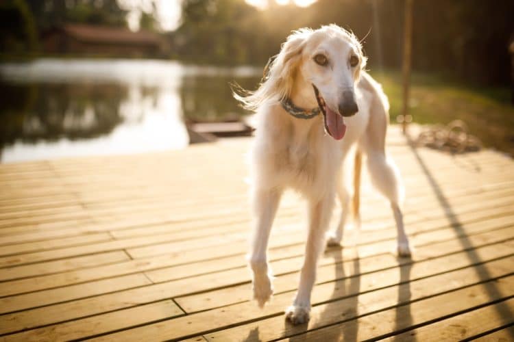 Saluki standing on deck at sunset