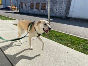 A dog walking on the street with slight stress signs (open mouth, ears back)