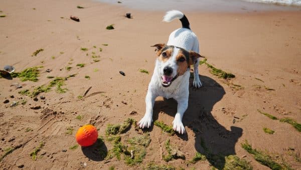 Sweet dog plays with orange ball toy on the beach at sunny day