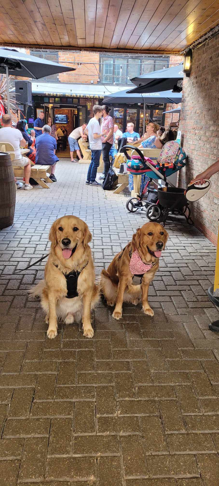 Two labs at the Sailmakers Arms, Hull