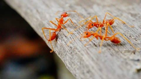 Red ants on a wooden board