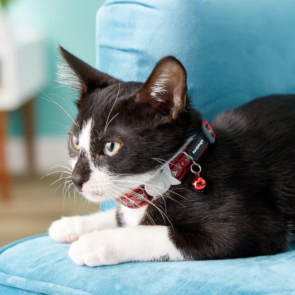 The 11 Best Cat Collars for All Types of Cats