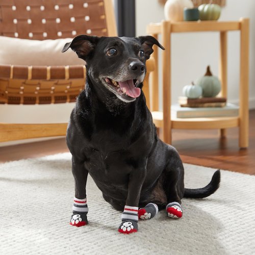Black dog sitting on floor wearing dog socks